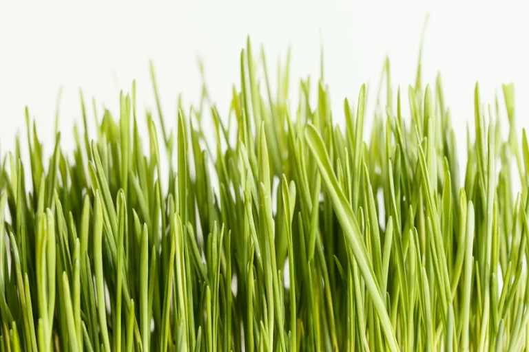wheatgrass