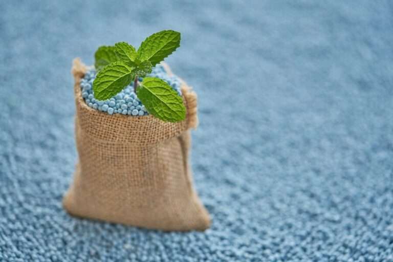 peppermint