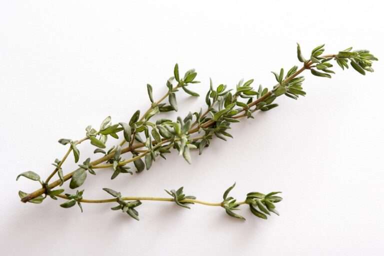 thyme