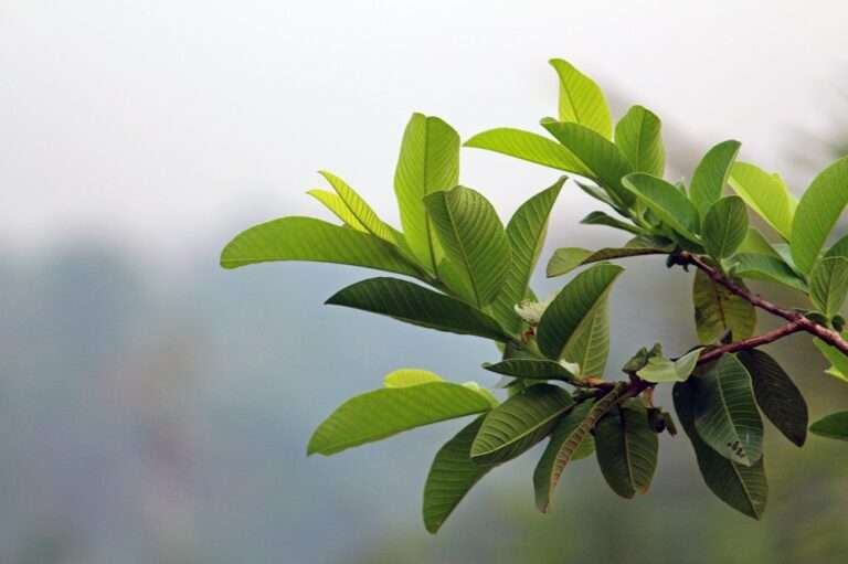 guava